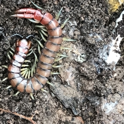 Cormocephalus aurantiipes (Orange-legged Centipede) at Acton, ACT - 20 Jul 2021 by Tapirlord