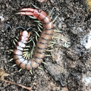 Cormocephalus aurantiipes at Acton, ACT - 20 Jul 2021