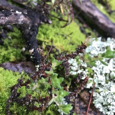 Crassula sieberiana (Austral Stonecrop) at Acton, ACT - 20 Jul 2021 by Tapirlord