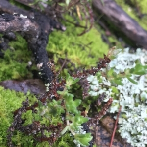 Crassula sieberiana at Acton, ACT - 20 Jul 2021 10:34 AM