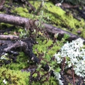 Crassula sieberiana at Acton, ACT - 20 Jul 2021 10:34 AM