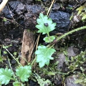 Veronica plebeia at Acton, ACT - 20 Jul 2021 10:37 AM