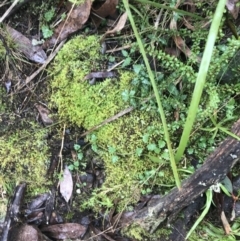 Veronica plebeia at Acton, ACT - 20 Jul 2021 10:37 AM