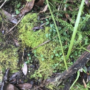 Veronica plebeia at Acton, ACT - 20 Jul 2021 10:37 AM