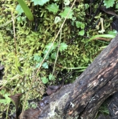 Veronica plebeia at Acton, ACT - 20 Jul 2021 10:37 AM