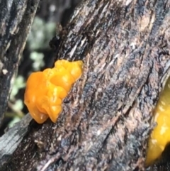 Tremella mesenterica (Witch's Butter or Yellow Brain) at Acton, ACT - 20 Jul 2021 by Tapirlord