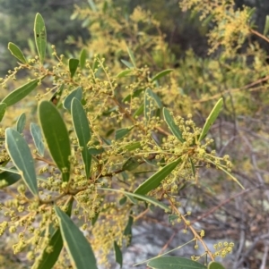 Acacia buxifolia subsp. buxifolia at Corrowong, NSW - 26 Jun 2021