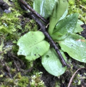 Pterostylis nutans at Acton, ACT - 20 Jul 2021