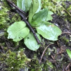 Pterostylis nutans at Acton, ACT - 20 Jul 2021