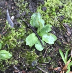 Pterostylis nutans at Acton, ACT - 20 Jul 2021