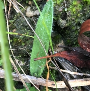 Glossodia major at Acton, ACT - suppressed