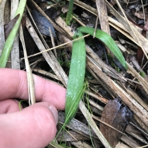 Glossodia major at Acton, ACT - suppressed