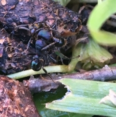 Rhytidoponera metallica (Greenhead ant) at Lyneham, ACT - 21 Jul 2021 by Ned_Johnston