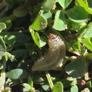 Curculionidae (family) at Lyneham, ACT - 21 Jul 2021