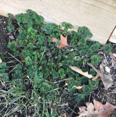 Trifolium repens (White Clover) at Lyneham, ACT - 21 Jul 2021 by Ned_Johnston