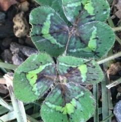 Trifolium repens at Lyneham, ACT - 21 Jul 2021 01:44 PM