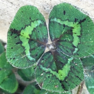 Trifolium repens at Lyneham, ACT - 21 Jul 2021 01:44 PM