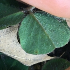 Trifolium repens at Lyneham, ACT - 21 Jul 2021 01:44 PM