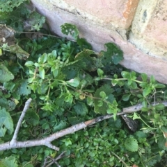 Polycarpon tetraphyllum (Four-leaf Allseed) at Lyneham, ACT - 21 Jul 2021 by NedJohnston