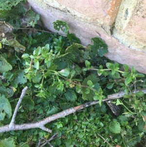 Polycarpon tetraphyllum at Lyneham, ACT - 21 Jul 2021 01:48 PM