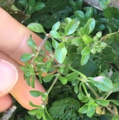 Polycarpon tetraphyllum at Lyneham, ACT - 21 Jul 2021