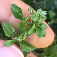 Polycarpon tetraphyllum at Lyneham, ACT - 21 Jul 2021