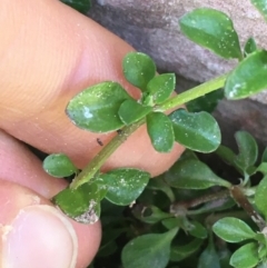 Polycarpon tetraphyllum at Lyneham, ACT - 21 Jul 2021