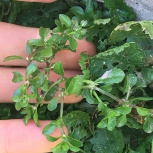 Polycarpon tetraphyllum at Lyneham, ACT - 21 Jul 2021