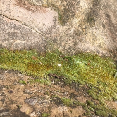Unverified Moss, Liverwort or Hornwort at Lyneham, ACT - 21 Jul 2021 by NedJohnston