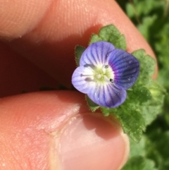 Veronica persica (Creeping Speedwell) at Lyneham, ACT - 21 Jul 2021 by NedJohnston