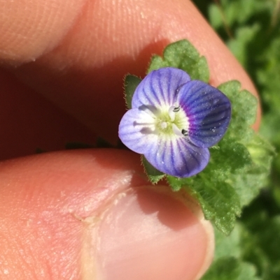 Veronica persica (Creeping Speedwell) at Lyneham, ACT - 21 Jul 2021 by Ned_Johnston