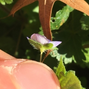 Veronica persica at Lyneham, ACT - 21 Jul 2021