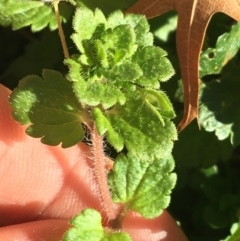 Veronica persica at Lyneham, ACT - 21 Jul 2021