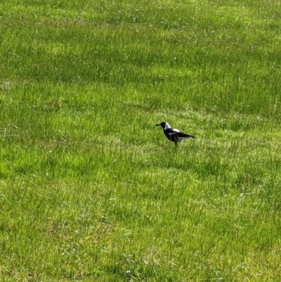 Gymnorhina tibicen (Australian Magpie) at Splitters Creek, NSW - 21 Jul 2021 by Darcy