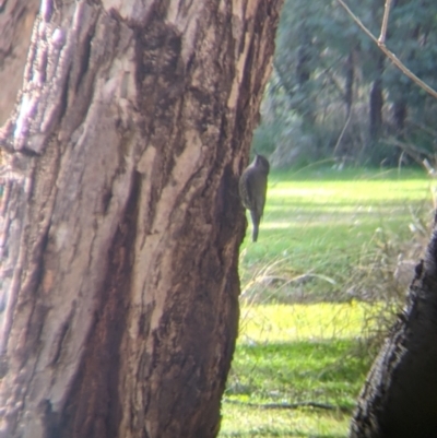 Cormobates leucophaea (White-throated Treecreeper) at Splitters Creek, NSW - 21 Jul 2021 by Darcy