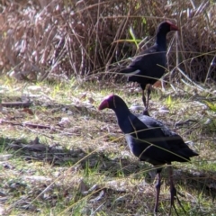 Porphyrio melanotus (Australasian Swamphen) at Splitters Creek, NSW - 21 Jul 2021 by Darcy