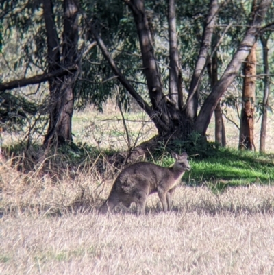 Macropus giganteus (Eastern Grey Kangaroo) at Splitters Creek, NSW - 21 Jul 2021 by Darcy