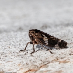 Eurypella tasmaniensis (Eurypella tasmaniensis) at Latham, ACT - 21 Jul 2021 by Roger