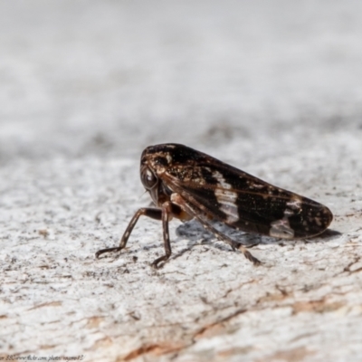 Eurypella tasmaniensis (Eurypella tasmaniensis) at Latham, ACT - 21 Jul 2021 by Roger