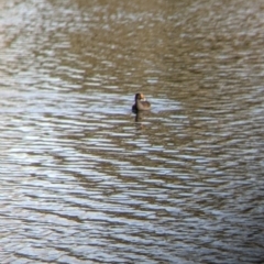 Gallinula tenebrosa (Dusky Moorhen) at Splitters Creek, NSW - 21 Jul 2021 by Darcy