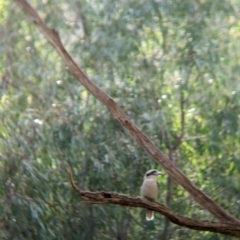 Dacelo novaeguineae (Laughing Kookaburra) at Splitters Creek, NSW - 21 Jul 2021 by Darcy