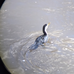 Microcarbo melanoleucos (Little Pied Cormorant) at West Albury, NSW - 21 Jul 2021 by Darcy