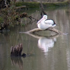 Pelecanus conspicillatus (Australian Pelican) at West Albury, NSW - 21 Jul 2021 by Darcy