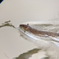 Hydromys chrysogaster (Rakali or Water Rat) at West Albury, NSW - 21 Jul 2021 by Darcy