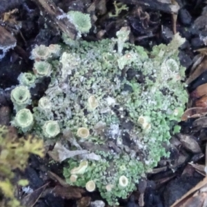 Cladonia sp. (genus) at Carwoola, NSW - 7 Jul 2021