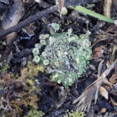 Cladonia sp. (genus) at Carwoola, NSW - 7 Jul 2021 10:01 AM