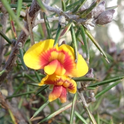 Dillwynia sieberi (Sieber's Parrot Pea) at Carwoola, NSW - 6 Jul 2021 by JanetRussell
