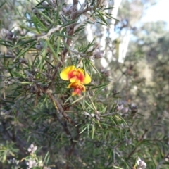 Dillwynia sieberi at Carwoola, NSW - 7 Jul 2021 09:36 AM