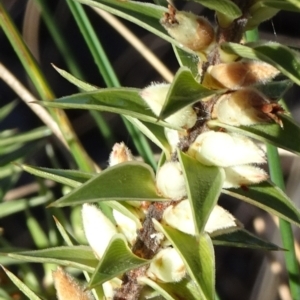 Melichrus urceolatus at Carwoola, NSW - 7 Jul 2021 10:00 AM