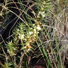 Melichrus urceolatus at Carwoola, NSW - 7 Jul 2021 10:00 AM